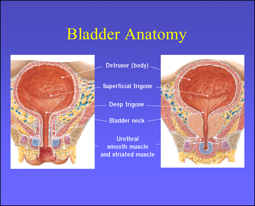 Diagram Of The Bladder And Urethra 1117