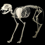 cat skeleton #6