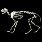 cat skeleton #7
