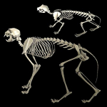 cat skeleton #8