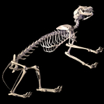 cat skeleton #9