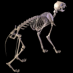 cat skeleton #10