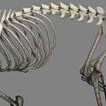 cat skeleton #12