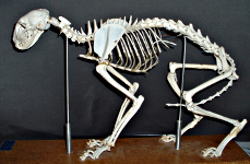 cat skeleton #14