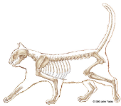 cat skeleton #15