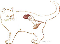 cat urinary system, female