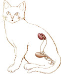 cat urinary system, male