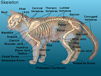 cat skeleton #1
