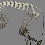 cat skeleton #13