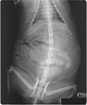 cat xray of normal spine, top view
